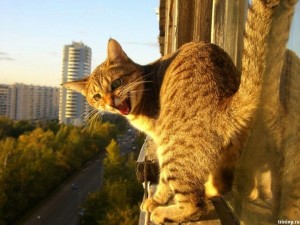 кот на балконе фото (3)